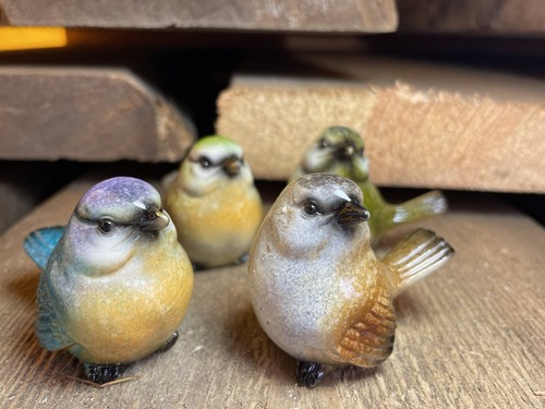 Vögel gartenvögel aus - 4,